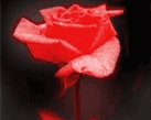 꽃
